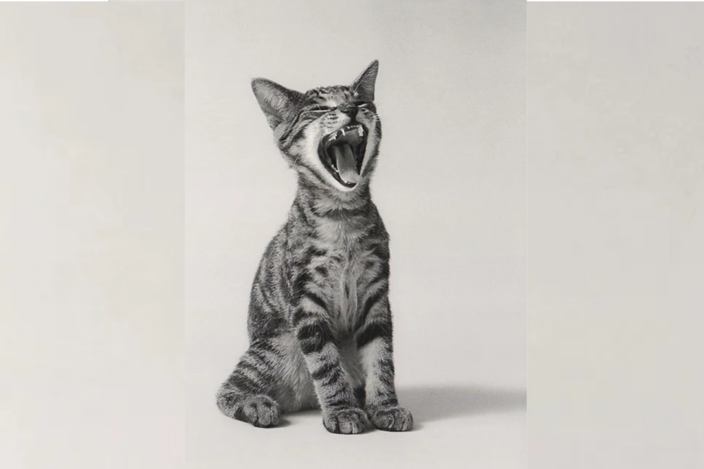 design sans titre (5)