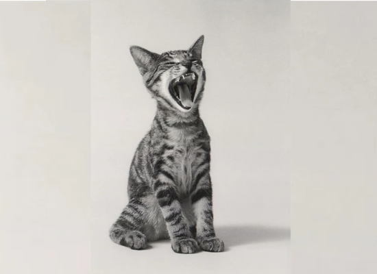 design sans titre (5)